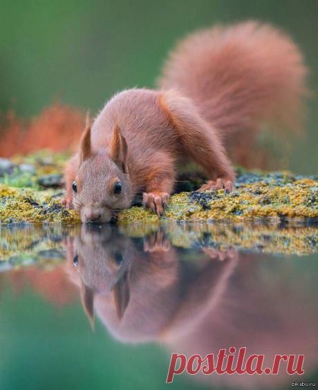 ВЕЛИКОЛЕПНЫЕ ФОТО ЖИВОТНЫХ - 121 фото. Фотографии ТАМАРА КОЛИНЧЕНКО.