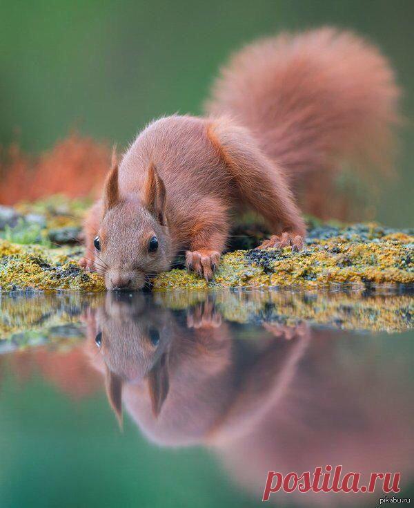 ВЕЛИКОЛЕПНЫЕ ФОТО ЖИВОТНЫХ - 121 фото. Фотографии ТАМАРА КОЛИНЧЕНКО.