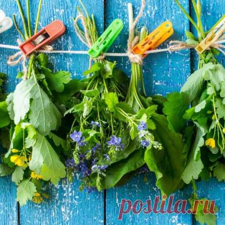Успейте их собрать! Майские заготовки на весь год
