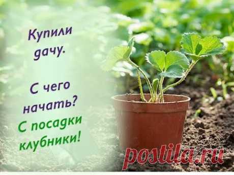 9.Клубника. Уникальный способ посадки клубники.