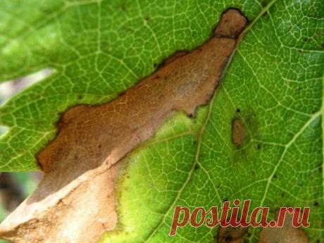 Краснуха винограда: лечение, признаки, распространение