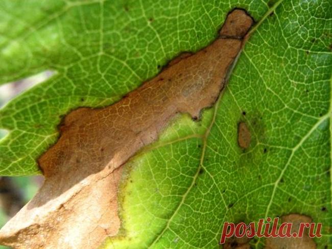 Краснуха винограда: лечение, признаки, распространение