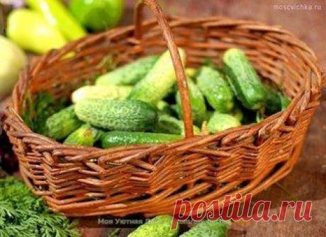 ➡ Моя Уютная Дача, сад и огород ✔ Подпишись