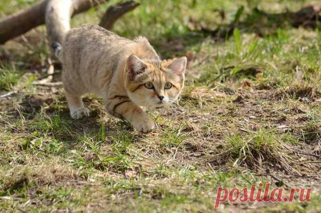 Барханный кот