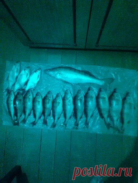 Фото Иван Перунов : Казахстан Павлодарская область Затон Карбышева Судак 1,5 кг / Богатая добыча