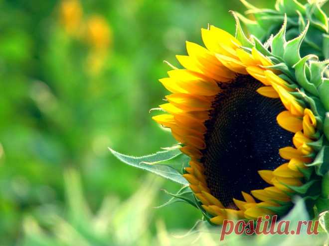 Фотопост: первый день лета | Selfhacker.ru