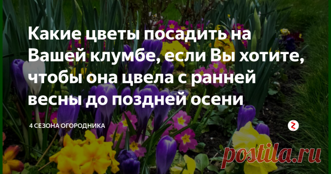 Какие цветы посадить на Вашей клумбе, если Вы хотите, чтобы она цвела с ранней весны до поздней осени Чтобы цветник радовал с ранней весны до поздней осени, надо помнить об особенностях растений. Клумбу лучше всего разбивать на солнечной стороне участка с учетом периодов цветения. Можно даже заранее поделить на зоны: весна, лето и осень. Очень интересные решения получаются из многолетних цветов.
Преимущества многолетников
Основное, что приходит на ум – долговечность;
Они п...
