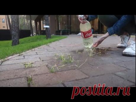 ТРАВА ВО ДВОРЕ МЕЖДУ ПЛИТОК - ЛУЧШЕЕ СРЕДСТВО!!! #травамеждуплиткой #трава