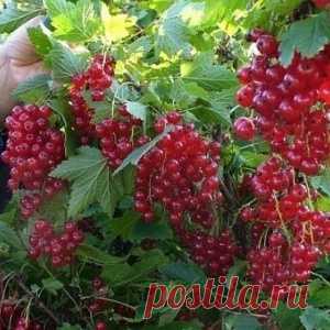 Полив смородины кипятком