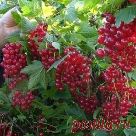 Полив смородины кипятком