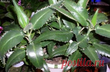 (+1) тема - Каланхоэ: врач на подоконнике | ВСЕГДА В ФОРМЕ!