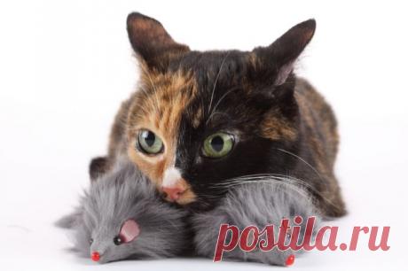 Как избавиться от мышей в дачном домике :: Квартира и дача :: Другое