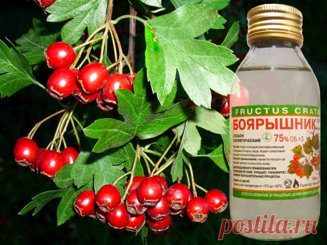 Настойка боярышника: самое ценное из растения.