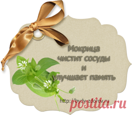 Буду здоров!Мокрица полезные свойства | Мокрица чистит сосуды и улучшает память - Буду здоров!