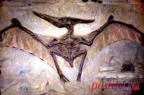 Cecill Torres de Navarro приколол(а) это к доске Prehistoria | Pinter…