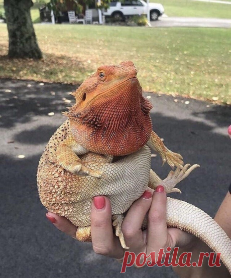 18 гигантских животных, которые оказались настолько большими, что переплюнули всех своих сородичей