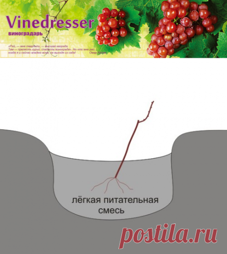 Посадка винограда и уход в первый год