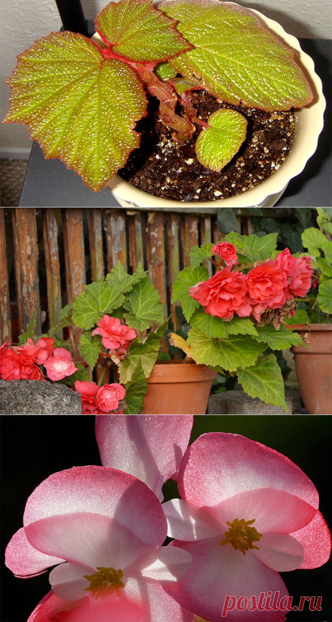 Как поливать бегонию: когда и в каком количестве воды надо