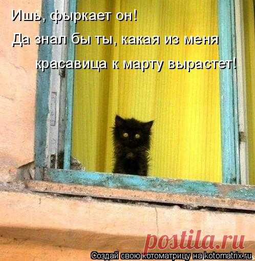 Котоматрица: Лучшие за март 2015
