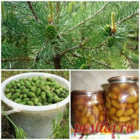 Очень полезное для здоровья варенье из шишек