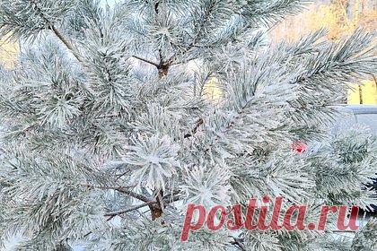 Жителей ряда регионов России предупредили об аномальном холоде. В ряде регионов Западной Сибири и Урала в ближайшие дни ожидается температурный фон сразу на 14-16 градусов ниже нормы, предупредил научный руководитель Гидрометцентра России Роман Вильфанд. Самая низкая температура ожидается в Якутии и на Чукотке — температура опустится до 34-42°C и 40-44°C ниже нуля соответственно.