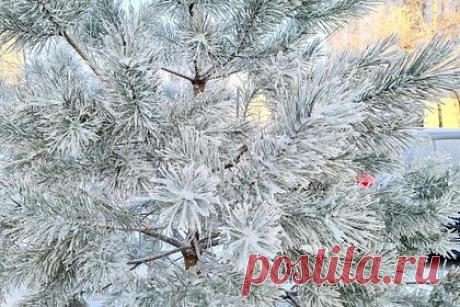 Жителей ряда регионов России предупредили об аномальном холоде. В ряде регионов Западной Сибири и Урала в ближайшие дни ожидается температурный фон сразу на 14-16 градусов ниже нормы, предупредил научный руководитель Гидрометцентра России Роман Вильфанд. Самая низкая температура ожидается в Якутии и на Чукотке — температура опустится до 34-42°C и 40-44°C ниже нуля соответственно.