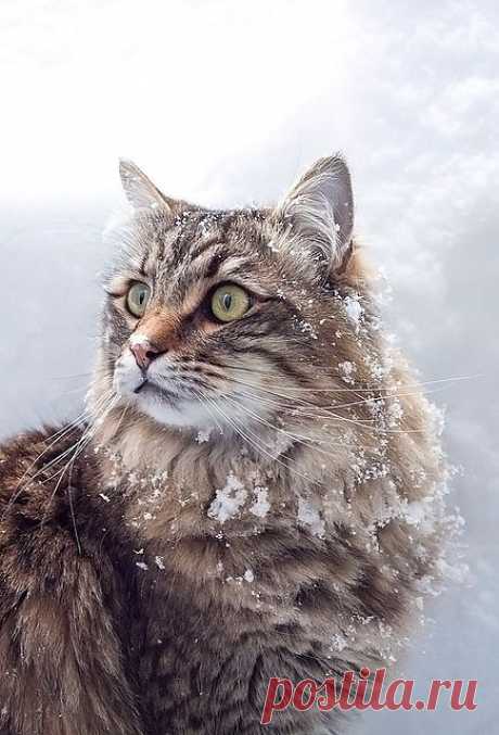 Cat in the snow | Flickr - Photo Sharing!