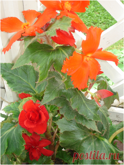 Прекрасная бегония - пора сеять и сажать!