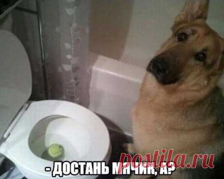 Картинки для поднятия настроения - ЯПлакалъ