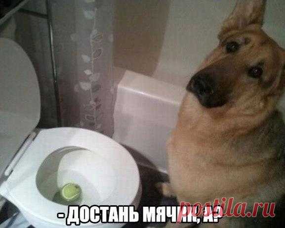 Картинки для поднятия настроения - ЯПлакалъ