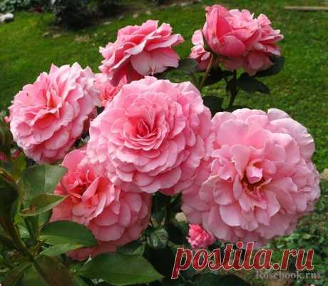 Tickled Pink (FRYhunky) :: Энциклопедия роз