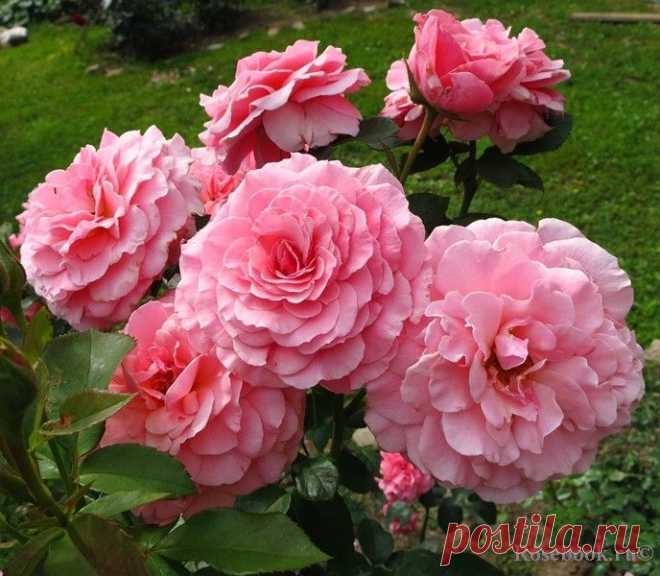 Tickled Pink (FRYhunky) :: Энциклопедия роз
