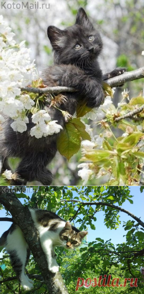 Мишаня на природе | KotoMail.ru