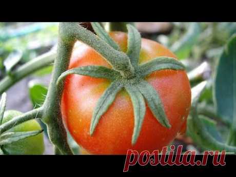 15 кг помидор с куста. Основные ошибки и подготовка к пикировке..