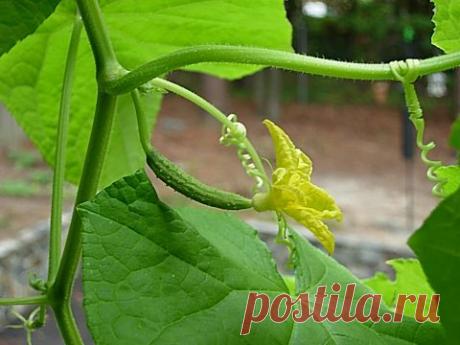 Нужна ли огурцам прищипка
