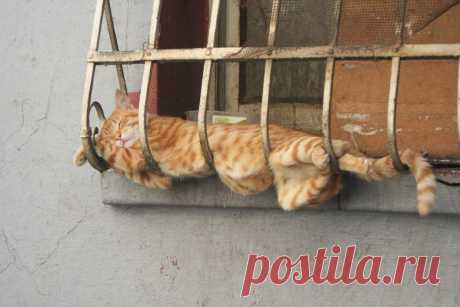 Спящие коты / Питомцы