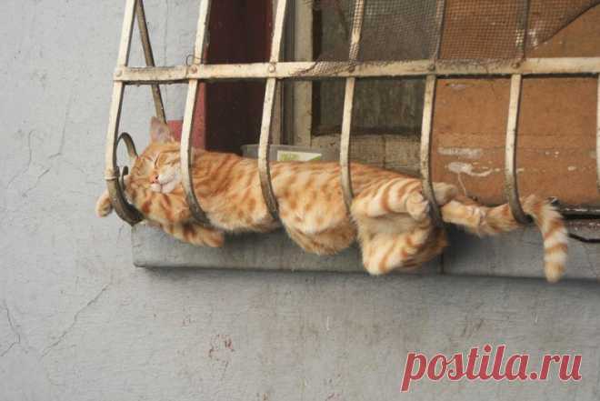 Спящие коты / Питомцы