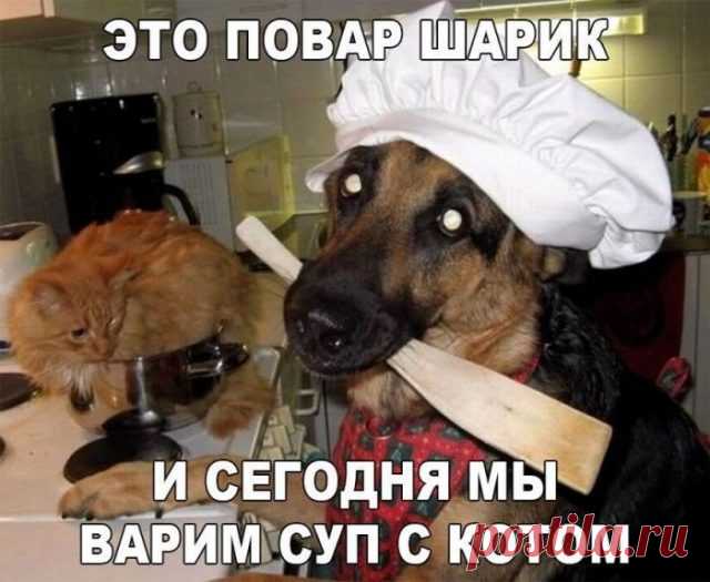 юмор настроение поднятия настроения прикольные картинки – Google Поиск