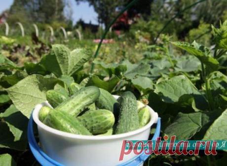 МОЛОКО.... ДЛЯ ОГУРЦА!