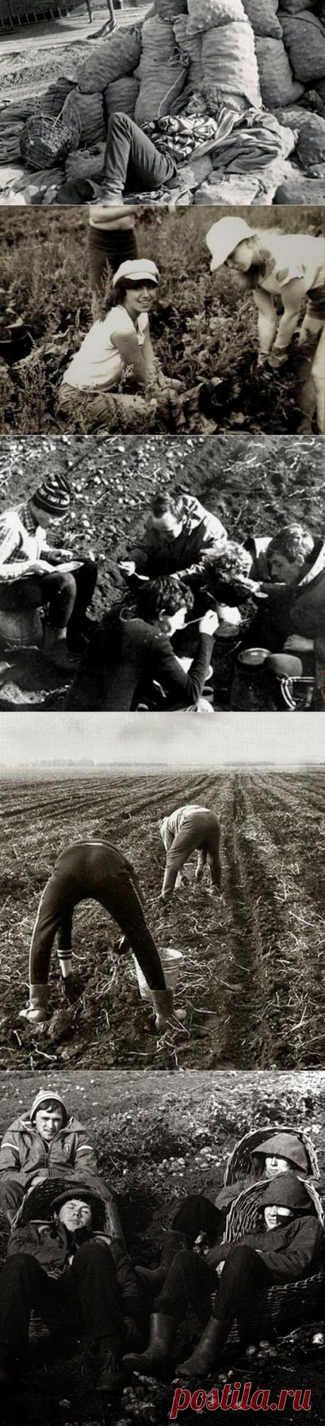 Битва за урожай / Назад в СССР / Back in USSR