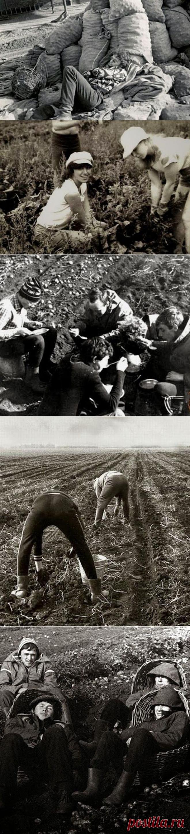 Битва за урожай / Назад в СССР / Back in USSR