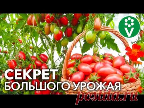 ГЛАВНОЕ ПРАВИЛО БОЛЬШОГО УРОЖАЯ ТОМАТОВ