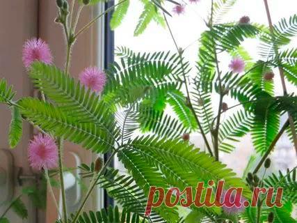 Комнатное растение Мимоза (Mimosa). Растущая в горшке мимоза - довольно небольшое растение. Ее сложноперистые листья способны чутко реагировать на любые прикосновения. При этом они складываются и опускаются, расправляясь вновь только через час-полтора. Возможно, такая особенность поведения призвана оберегать растение от сильных тропических ливней. Подобным же образом листья опускаются и в ночной период. Цветение начинается летом, соцветия мимозы напоминают розовые шарики.