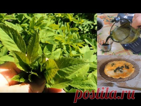 Cныть: яичница, сок и приправа. Еда 🌿 долгожителей. Food of the centenarians.