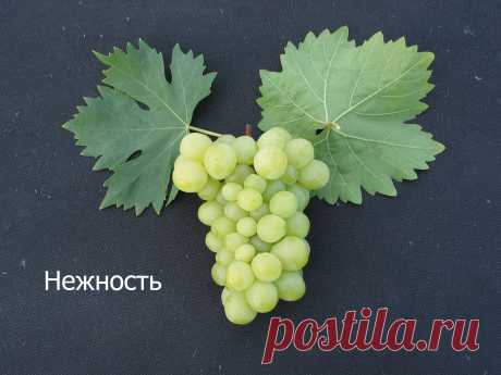 Саженцы винограда сорта Нежность