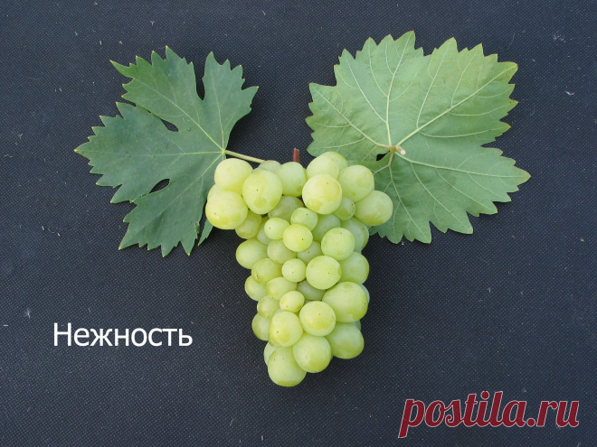 Саженцы винограда сорта Нежность
