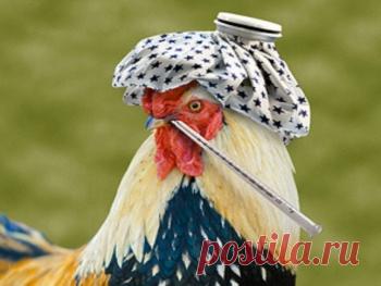 Ростпотребнадзор учит, как не заболеть птичьим гриппом