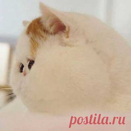 Решилась...Не буду худеть...Такие ветра дуют...не дай Бог, унесёт ещё...))