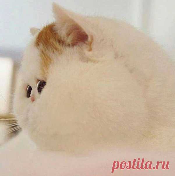Решилась...Не буду худеть...Такие ветра дуют...не дай Бог, унесёт ещё...))