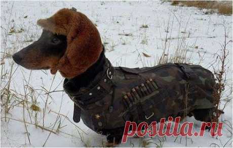 Пограничник